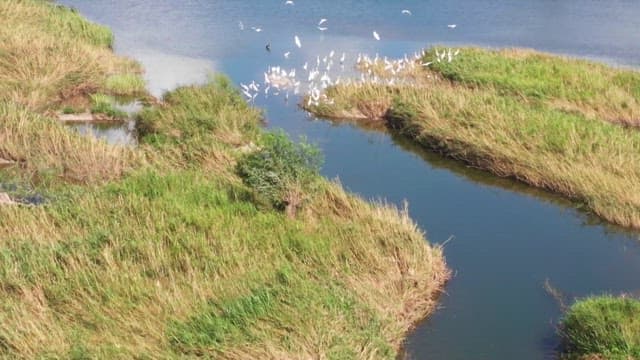 Flock of egrets flying over a lush river in a tranquil landscape