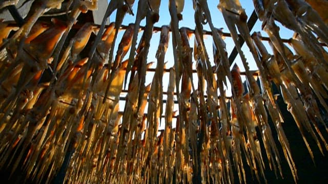 Sunlight streaming through squid drying outdoors
