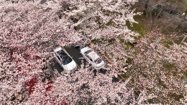 Cherry blossoms over cars on a city street