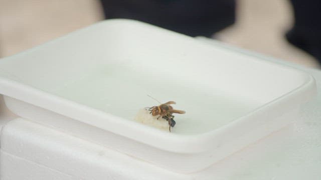 Wasps replenishing sugar on a white, shallow container