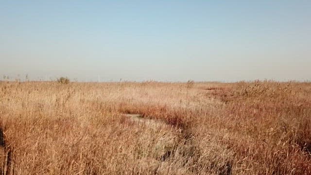 Tall brown reeds spread out under a clear sky