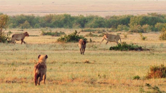 Lions an Hyenas Wary of Each Other in the Savannah