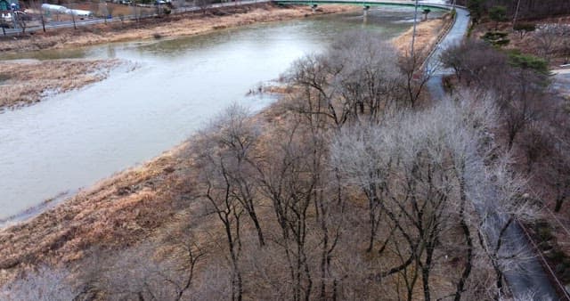 Winter bare trees without leaves lined up along the riverside village