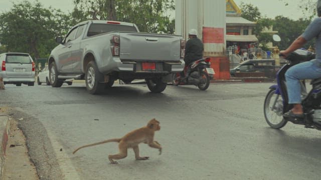 Monkey Crossing a Busy Road with Vehicles and Motorcycles in Motion