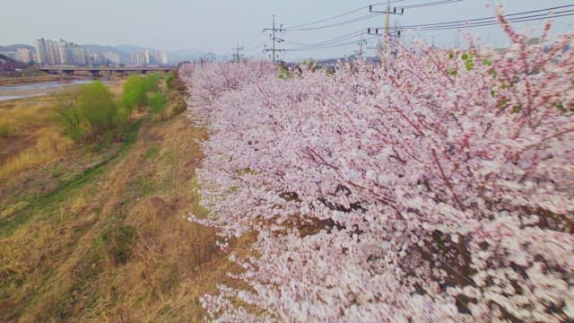 Cherry blossoms along beautiful street