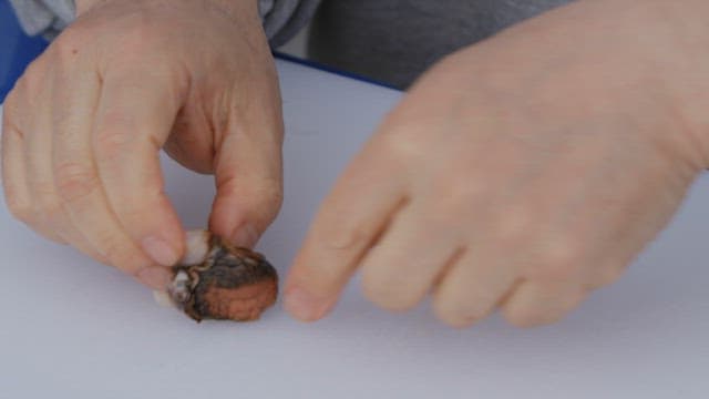 Hand holding a flesh of conch on a white cutting board