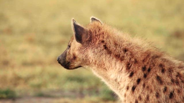Close-up of a Hyena Watching the Savanna Grassland