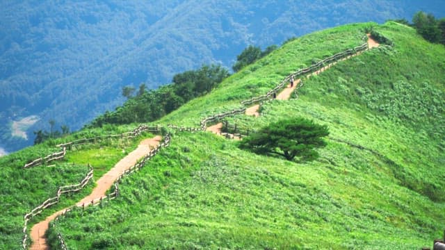 Winding path on a lush green hill
