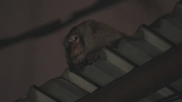 Monkey Sitting on the Roof Alone at Night