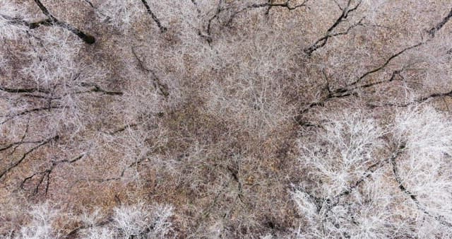 Snow-covered desolate forest full of leafless winter bare trees