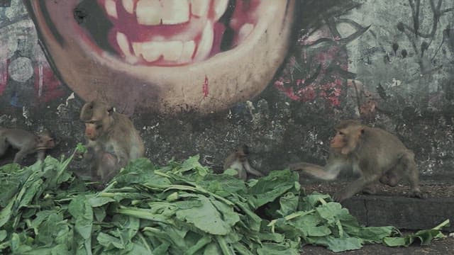 Monkeys in an Alley Eating Greens