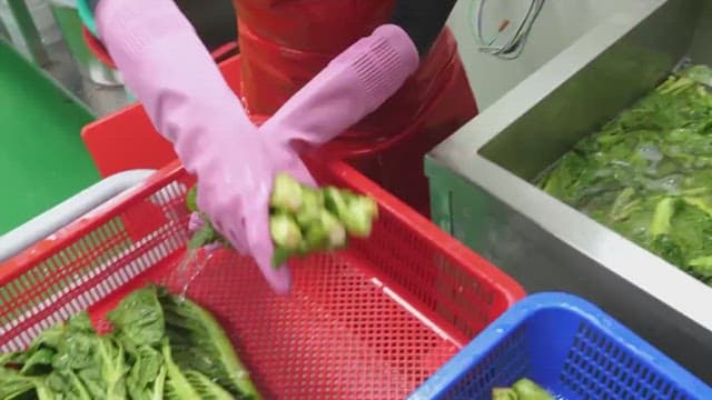 Sorting and washing fresh green leaf mustard indoors