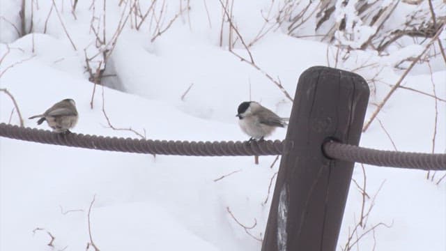 Birds perched on a rope in the snowy mountains