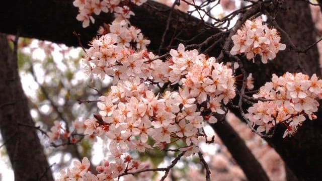 Pink cherry blossoms in full bloom on a spring day
