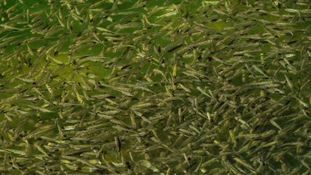 Swarm of small fish swimming in clear water