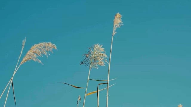 Sunlit Reeds Swaying Gently in the Breeze