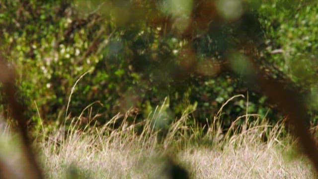 Cheetah Hidden in the Grassland Brush