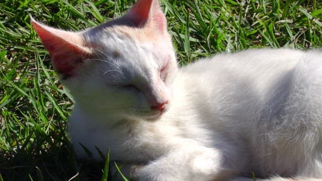 Cat peacefully sleeping on the grass in the afternoon sun