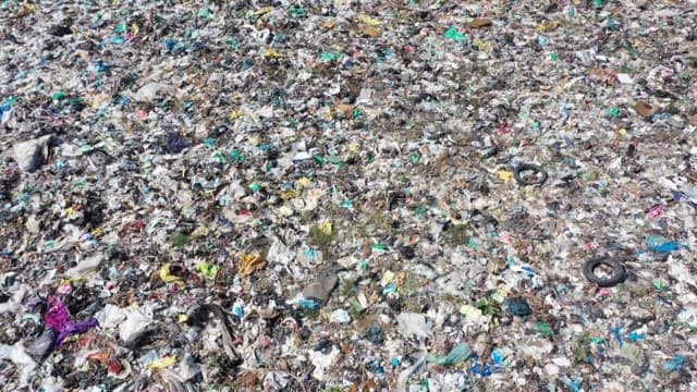 Elephants and flock of birds foraging in a large landfill
