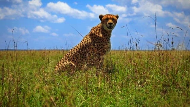 Cheetah Surveying the Savannah