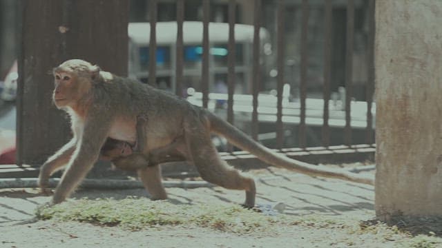 Urban Monkeys Roaming in the City