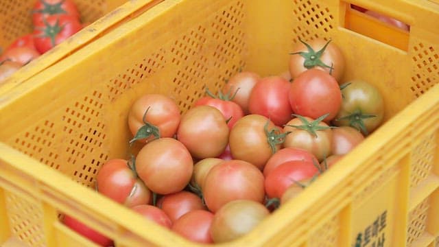 Freshly Harvested Tomatoes Placed in a Yellow Basket