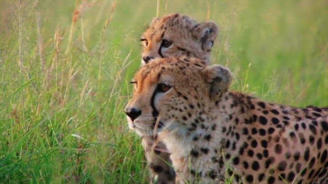 Cheetahs Resting in Grassland at Sunset