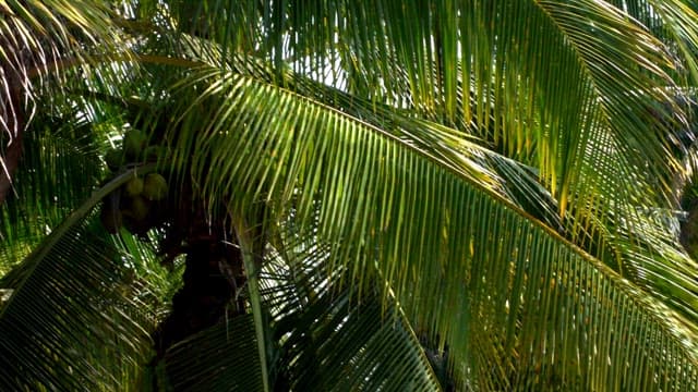 Tropical palm trees and dense greenery during the day