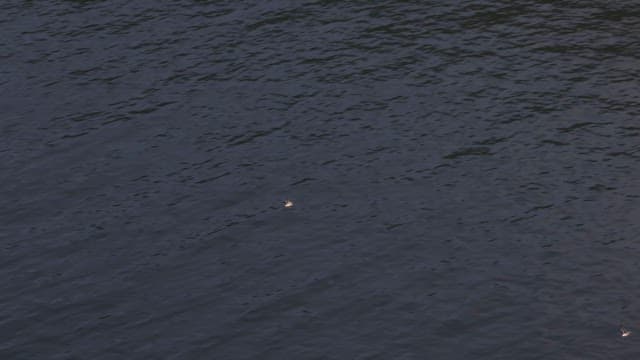 Bird flying over the calm sea
