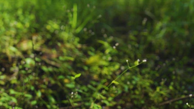 Close-up Details of Forest Floor Vegetation