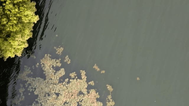 Lake with surrounding trees