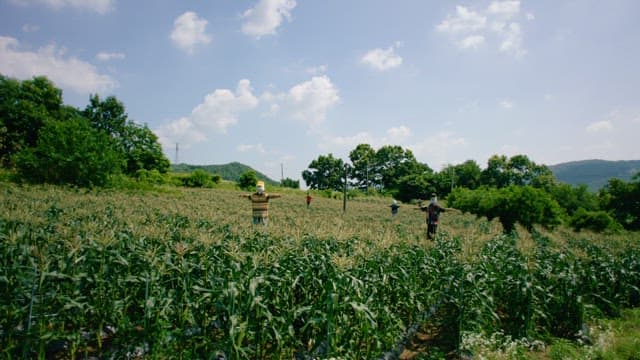 Scarecrows Guarding Corn Fields Under the Sun