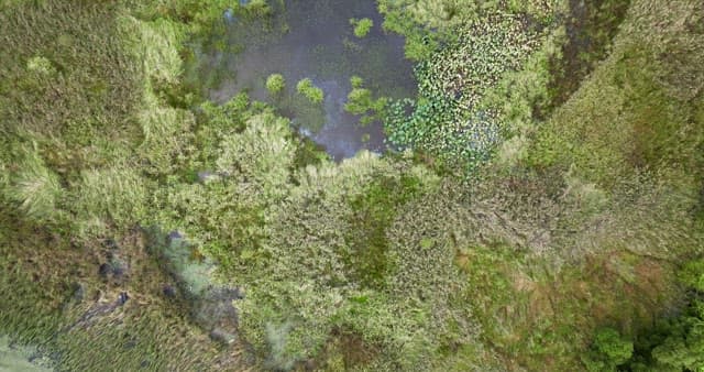 Serene wetland with lush greenery