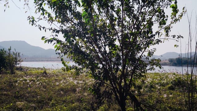 Reed flowers blooming along the riverside