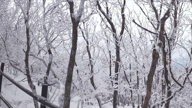 Snow-covered Trees in a Tranquil Forest