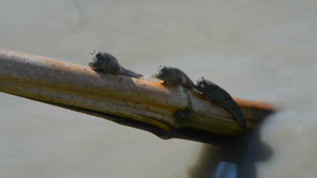 Mudskippers on a Log in Sunlit Waters