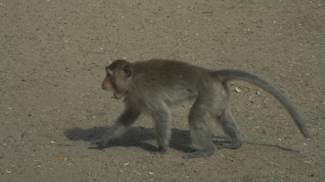 Monkeys Playing on Ancient Temple Ruins