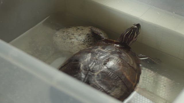Turtle resting in a tank with water and rocks