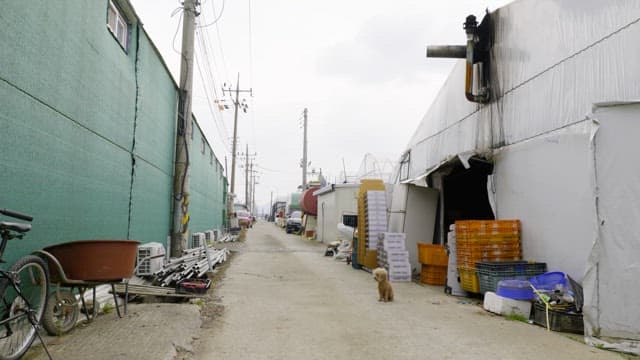 Small poodle dog sitting in an alley next to a produce warehouse and looking around
