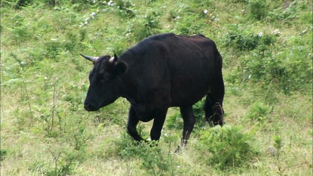Black cow walking in a grassy field