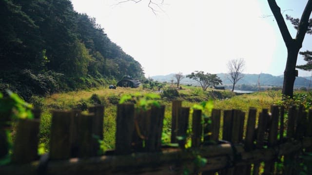 Green scenery along the wooden fence