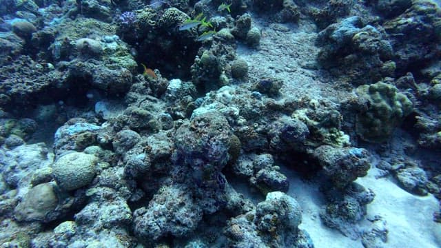 Colorful fish swimming among coral reefs