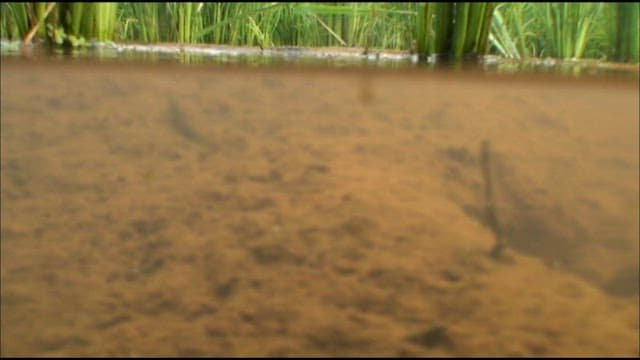 Albino swamp eel living in its natural freshwater habitat