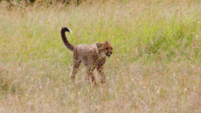 Young Cheetah Roaming in the Grasslands