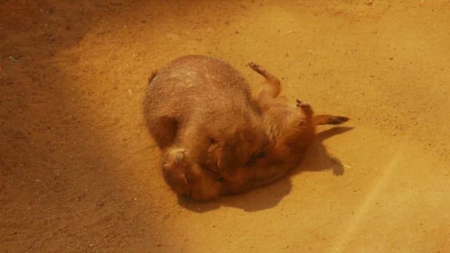 Prairie Dogs Picking Each Other's Fur