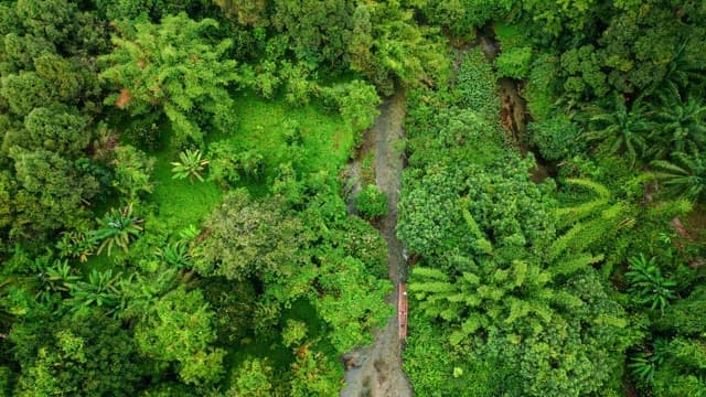 Lush green forest with a flowing river