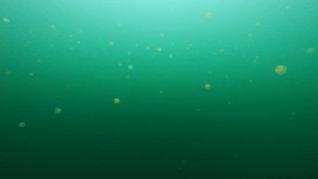 Jellyfish gently drifting in the green lake