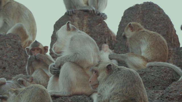 Monkeys Grooming Each Other on a Stone Structure in Ancient Temple