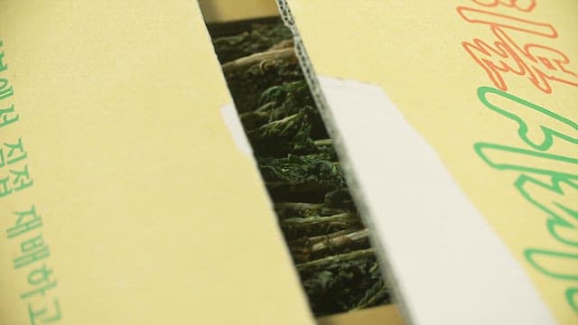 Dried radish greens neatly packed in boxes for sale