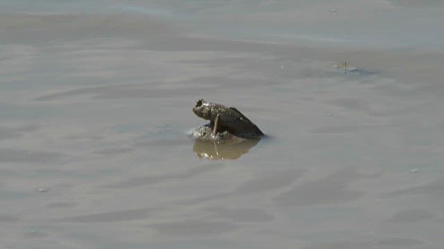 Mudskipper sitting on the wet ground of a tidal flat